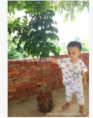 黃皮果苗圖片/黃皮果苗樣板圖 (2)