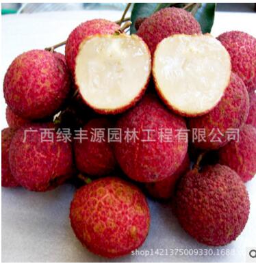 荔枝苗圖片/荔枝苗樣板圖 (3)