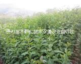 貴州紅葉石楠 貴州紅葉石楠供應(yīng)商 貴州紅葉石楠種植 貴州紅葉石楠批發(fā)