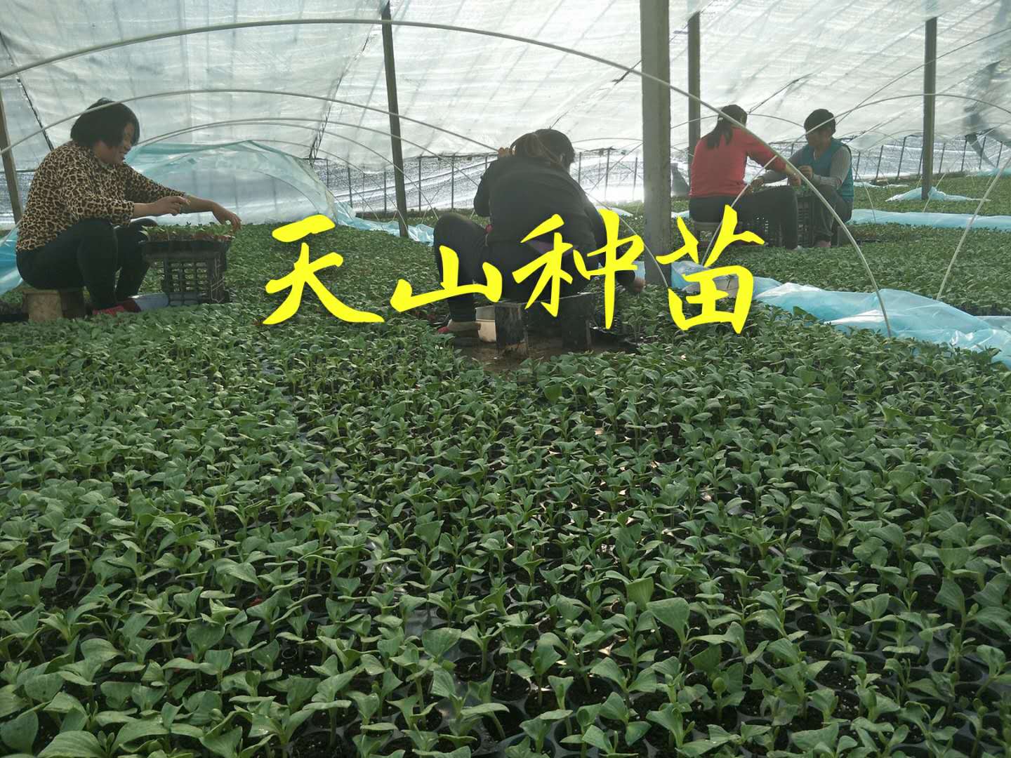 西瓜苗圖片/西瓜苗樣板圖 (2)