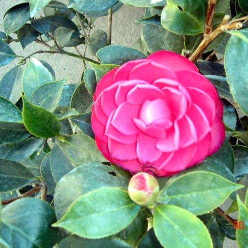 茶花圖片/茶花樣板圖 (2)