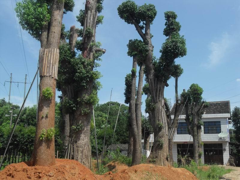 香樟圖片/香樟樣板圖 (3)