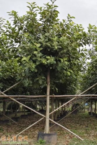 供應(yīng)富貴榕、富貴榕苗木基地、富貴榕全國(guó)批發(fā)