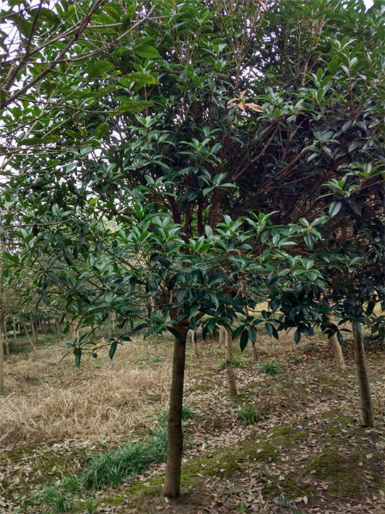 湖北八月桂圖片/湖北八月桂樣板圖 (2)