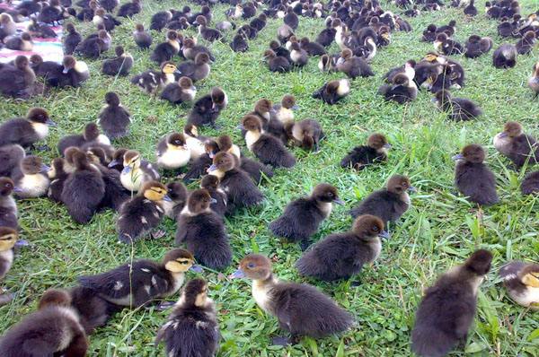 黑番鴨苗圖片/黑番鴨苗樣板圖 (4)