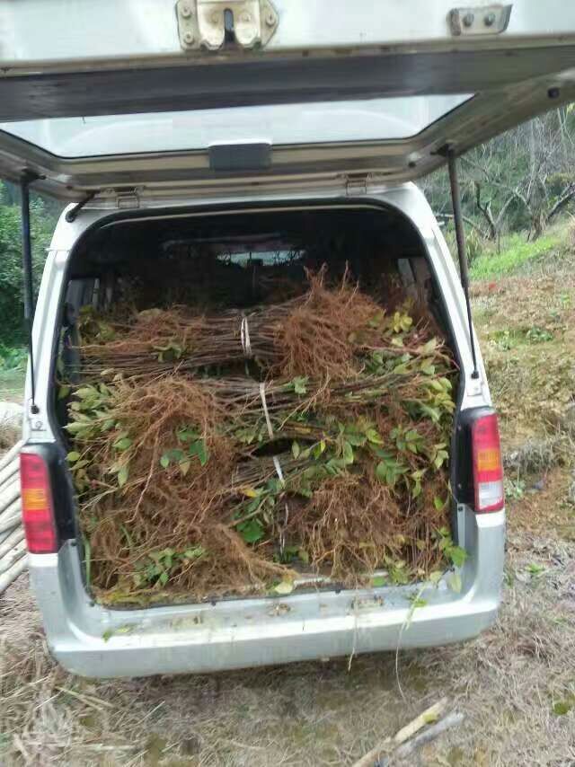 吳茱萸圖片/吳茱萸樣板圖 (2)