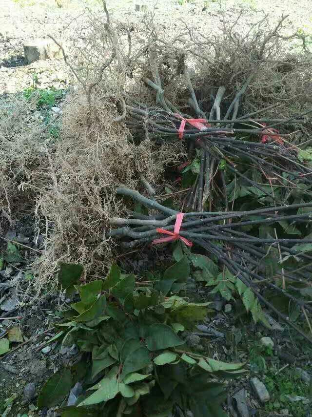 吴茱萸中花种植基地|广西吴茱萸中花种植基地|吴茱萸中花种植|吴茱萸中花种植价格图片