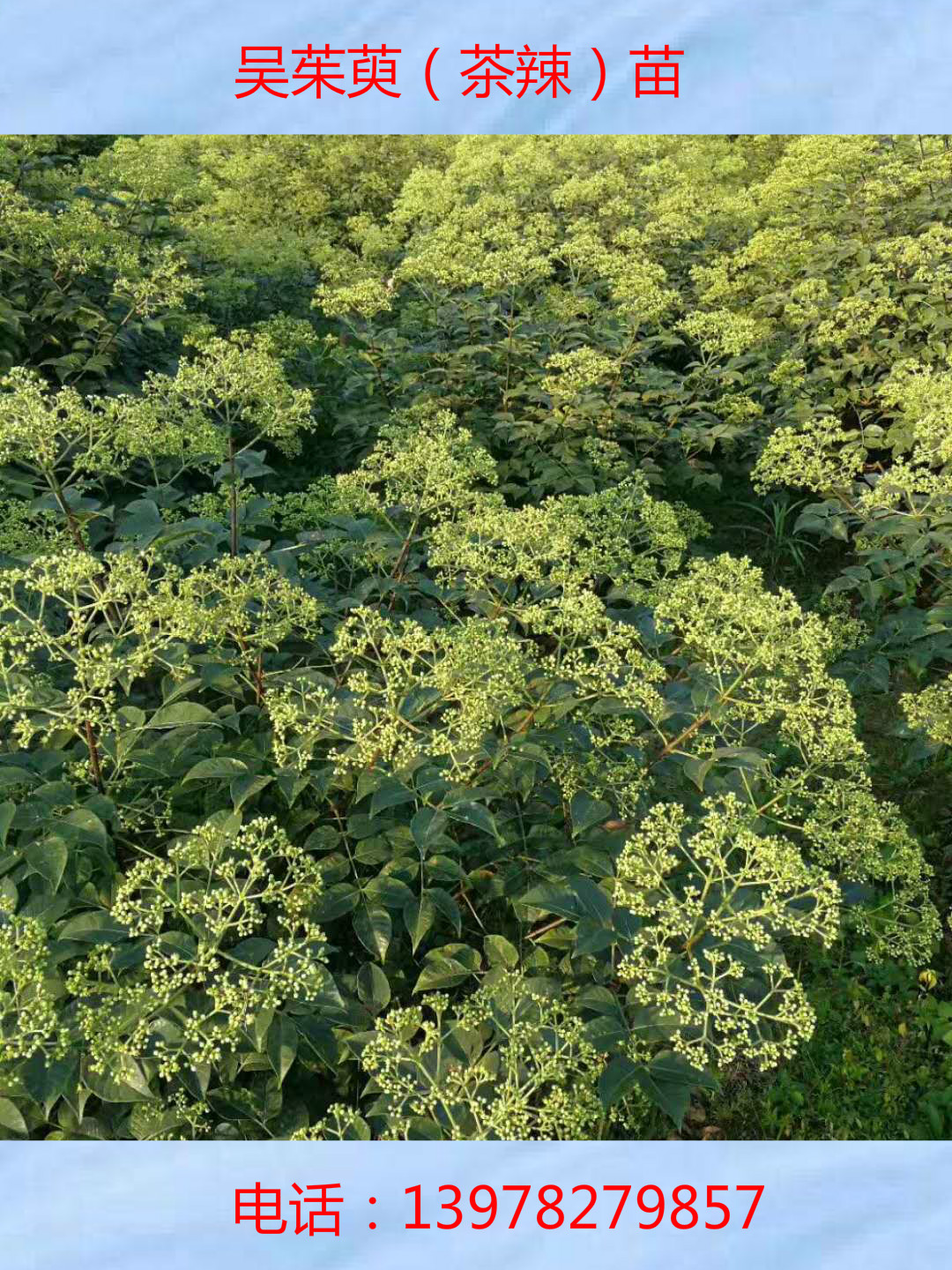 吳茱萸，供應(yīng)廣西吳茱萸種苗中花基地|桂林市廣西吳茱萸種苗中花|廣西吳茱萸種苗中花供應(yīng)商