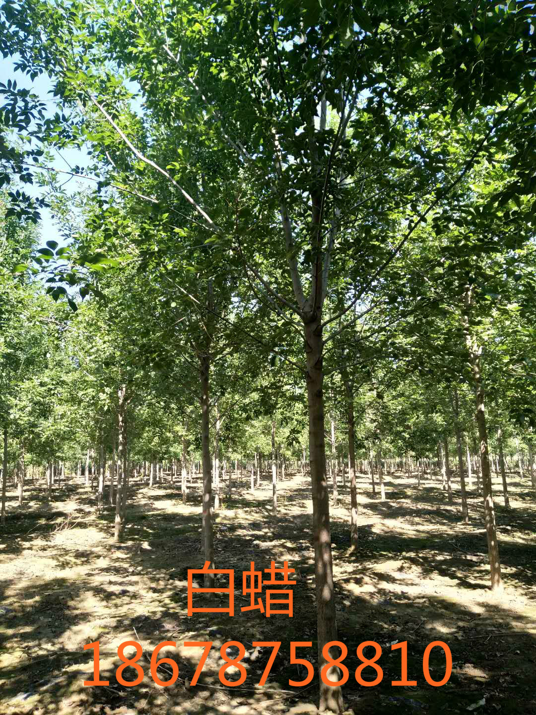 白蠟、山東白蠟批發(fā)、山東白蠟報價