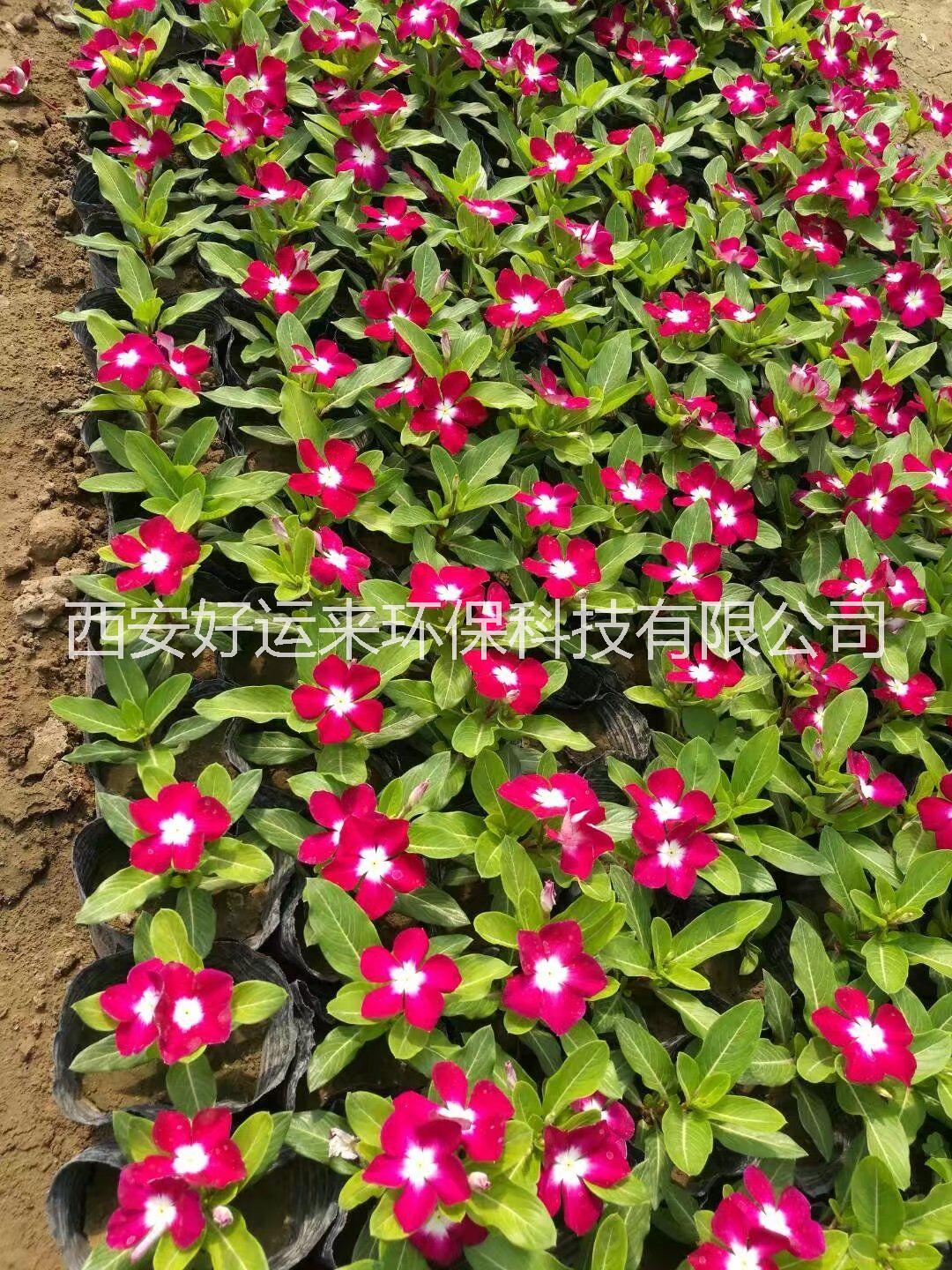 草花花卉圖片/草花花卉樣板圖 (3)