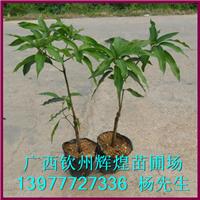 芒果苗圖片/芒果苗樣板圖 (3)