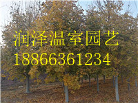 挪威槭繽紛秋色圖片