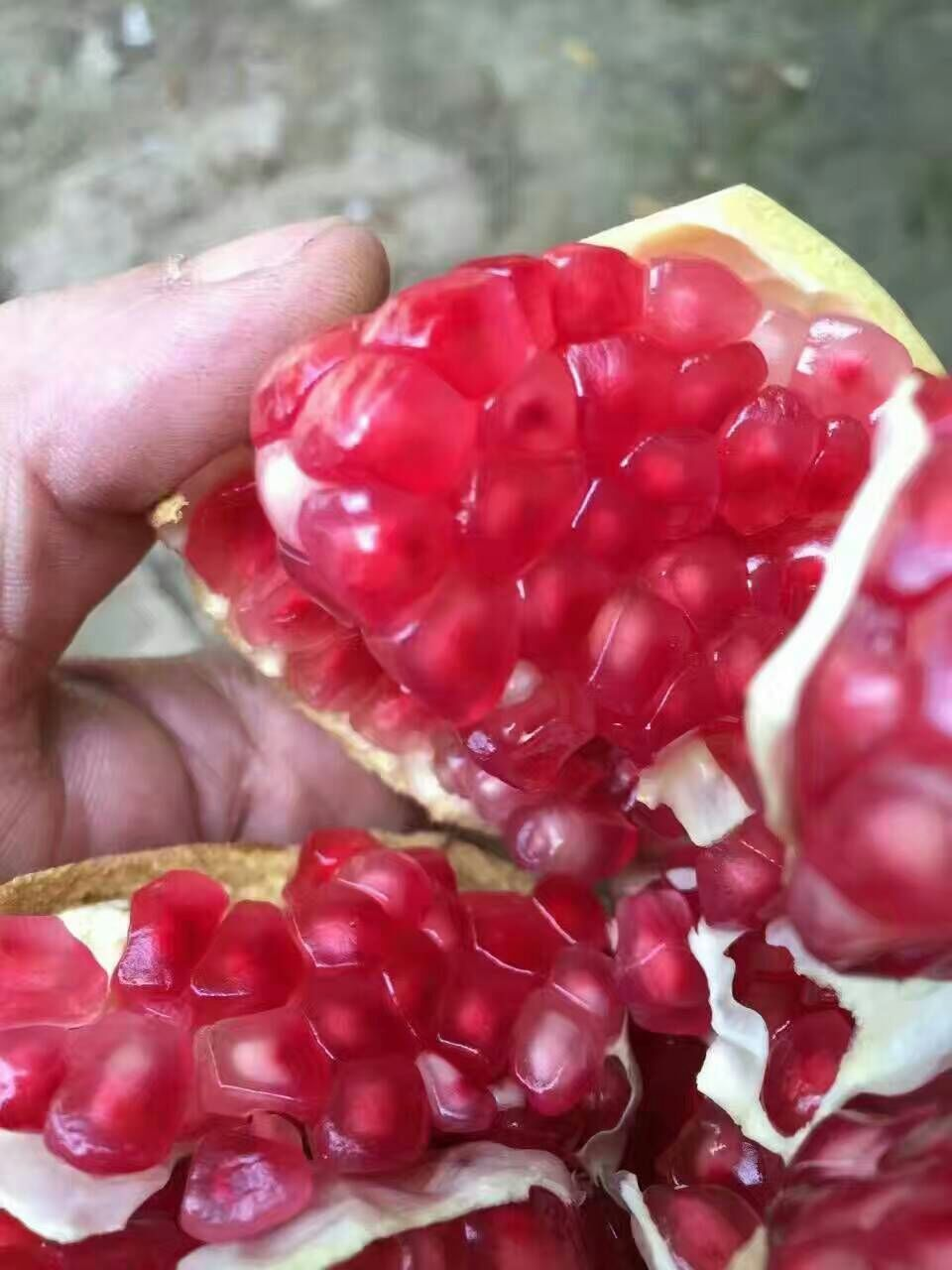 新鮮圖片/新鮮樣板圖 (1)