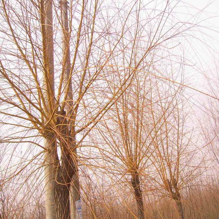 金絲垂柳圖片/金絲垂柳樣板圖 (4)