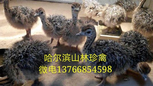 哈爾濱鴕鳥養(yǎng)殖場(chǎng)大慶鴕鳥養(yǎng)殖場(chǎng)七臺(tái)河鴕鳥養(yǎng)殖場(chǎng)雙鴨山鴕鳥養(yǎng)殖場(chǎng)佳木斯鴕鳥養(yǎng)殖場(chǎng)