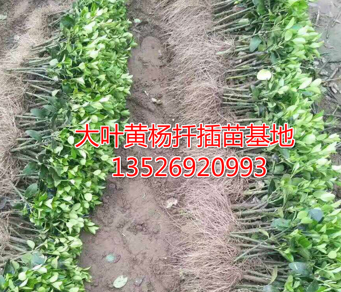 大葉黃楊基地、大葉黃楊小苗、大葉黃楊工程苗、大葉黃楊扦插苗、萬年青 冬青