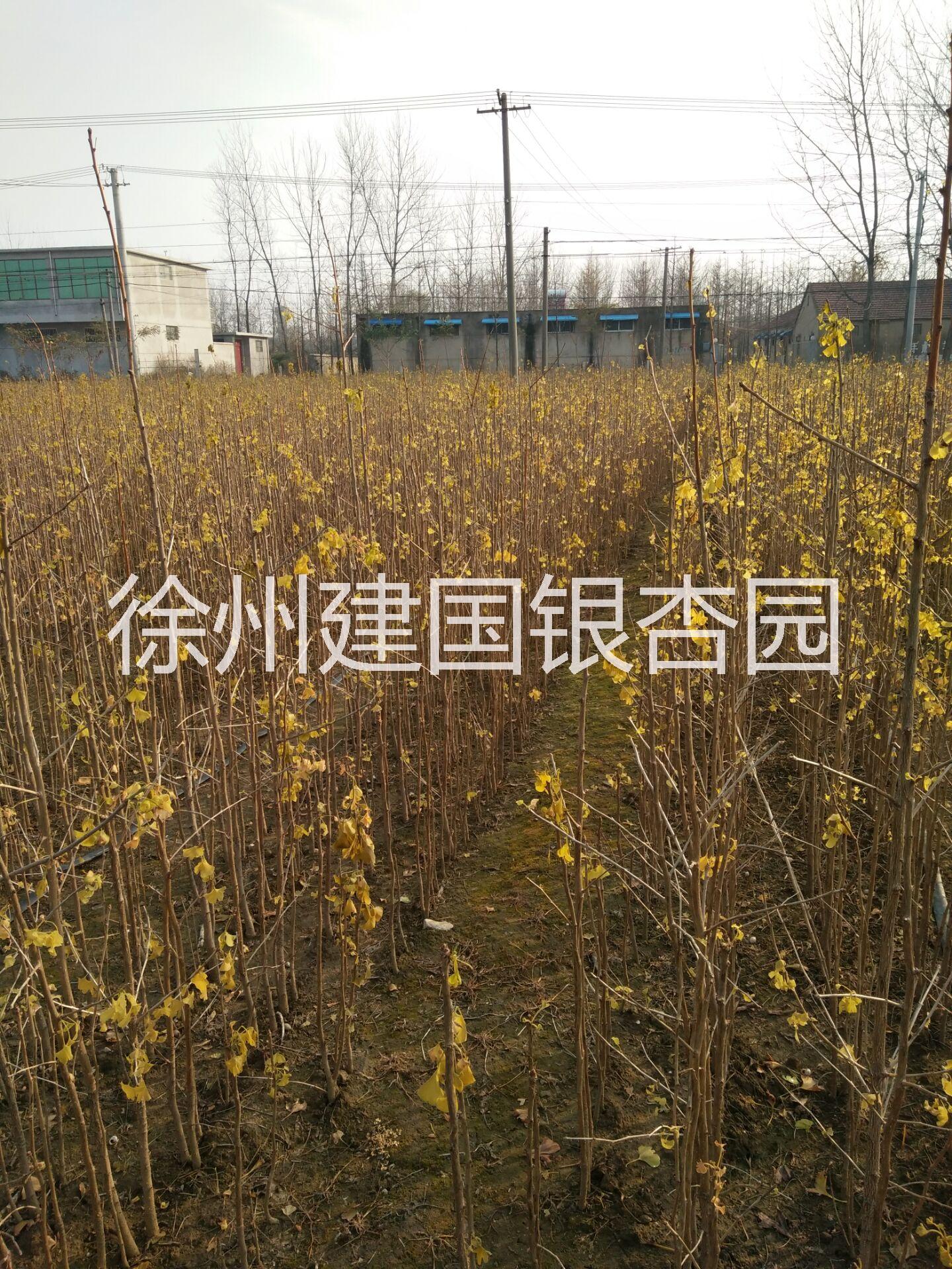 銀杏小苗圖片/銀杏小苗樣板圖 (3)