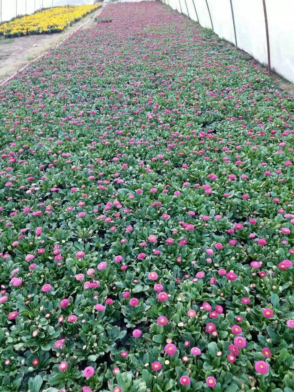 出售草花雛菊，草花出售圖片/出售草花雛菊，草花出售樣板圖 (2)