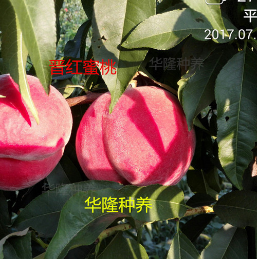 紅鳳凰桃圖片/紅鳳凰桃樣板圖 (1)