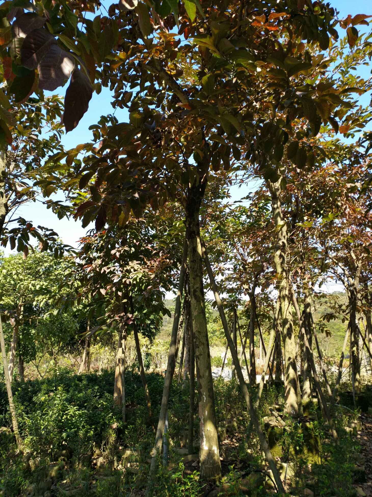 大花紫薇圖片/大花紫薇樣板圖 (3)