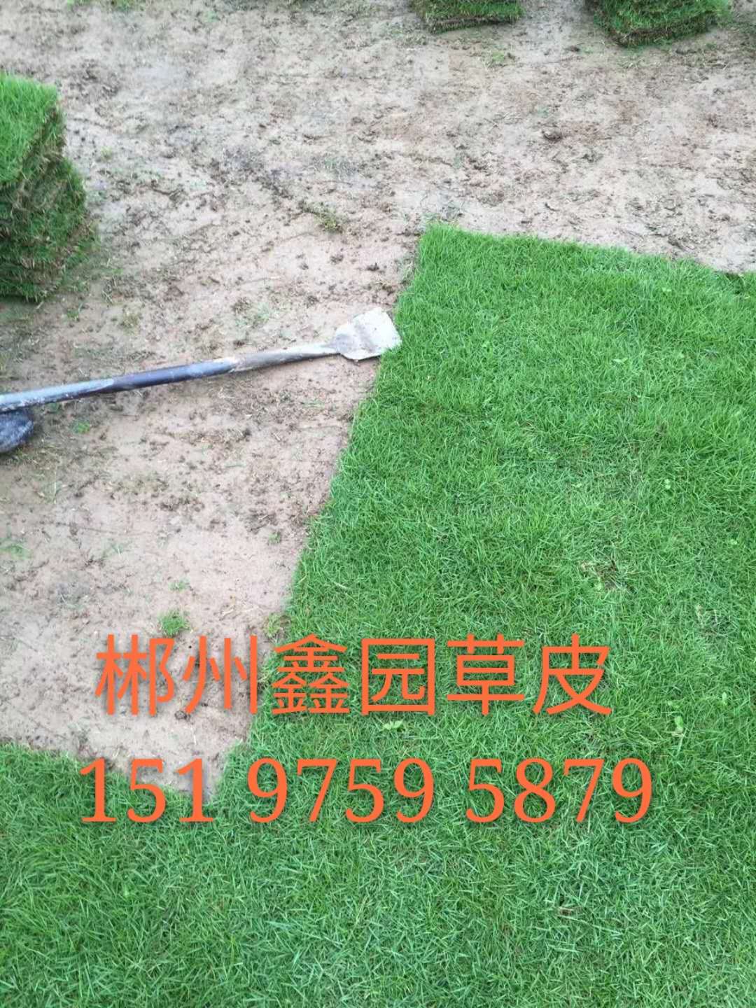 馬尼拉草圖片/馬尼拉草樣板圖 (2)