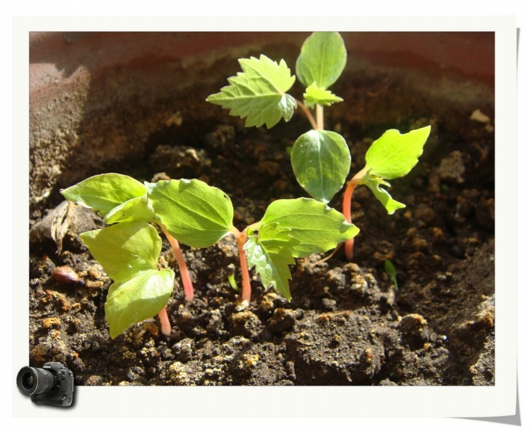 火龍果苗圖片/火龍果苗樣板圖 (3)