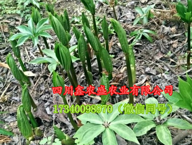 重樓種子 重樓種苗 重樓種塊莖圖片/重樓種子 重樓種苗 重樓種塊莖樣板圖 (4)