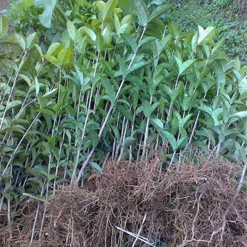 湖南桂花圖片/湖南桂花樣板圖 (3)