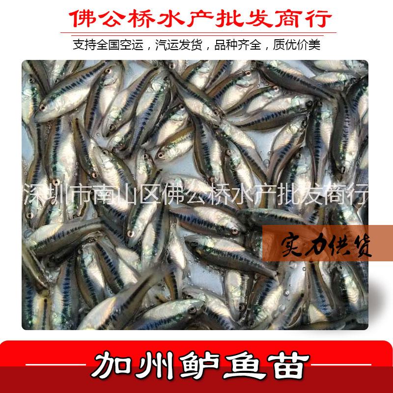 鱸魚苗圖片/鱸魚苗樣板圖 (1)