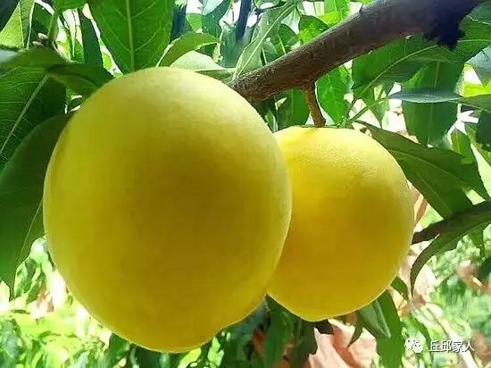 炎陵黃桃苗圖片/炎陵黃桃苗樣板圖 (2)