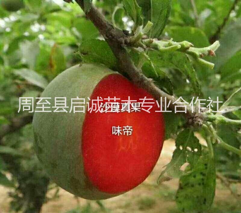 恐龍蛋圖片/恐龍蛋樣板圖 (3)