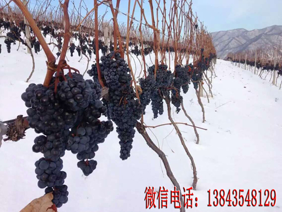 葡萄苗圖片/葡萄苗樣板圖 (2)