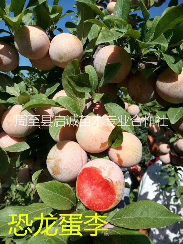 恐龍蛋圖片/恐龍蛋樣板圖 (2)