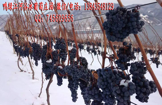 葡萄苗圖片/葡萄苗樣板圖 (1)