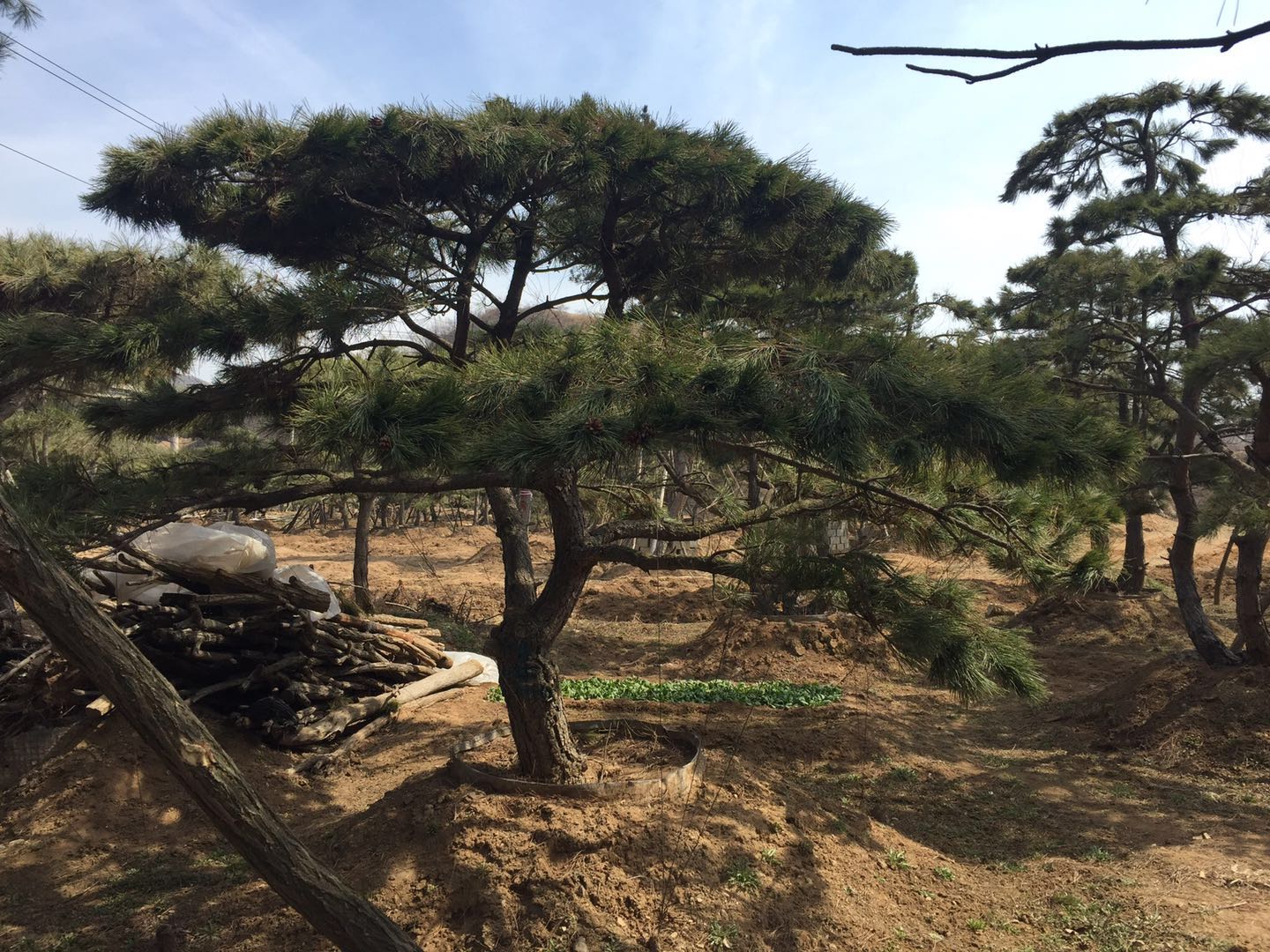 景觀松圖片/景觀松樣板圖 (2)