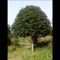 廣西桂花樹苗批發(fā)，30公分桂花樹苗多少錢，桂花樹怎么種養(yǎng)？