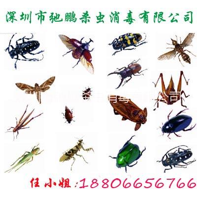 滅鼠 沙井殺蟲(chóng)公司 福永治理四害