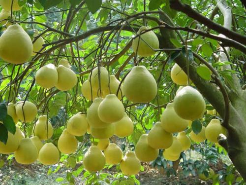 柚子圖片/柚子樣板圖 (4)