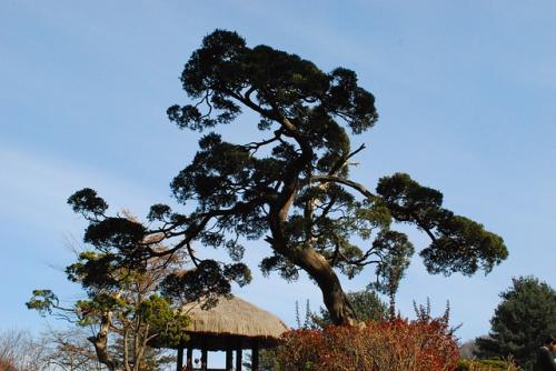 大树造型罗汉松盆景大树造型罗汉松盆景 罗汉松盆景报价 罗汉松盆景哪家好 罗汉松盆景日照批发