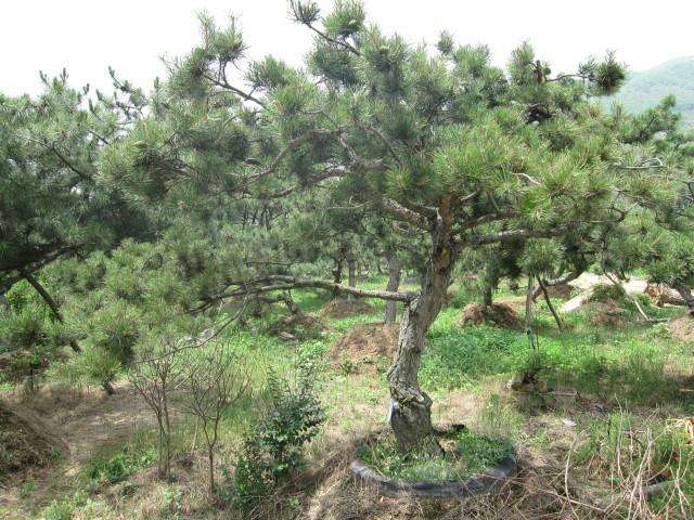 供應金錢松盆景小樹苗圖片/供應金錢松盆景小樹苗樣板圖 (3)