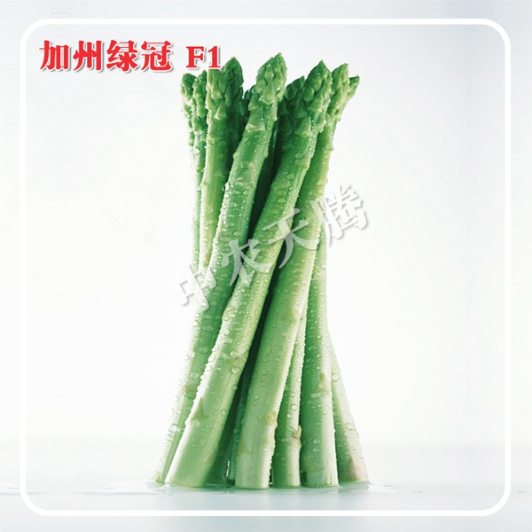 高產(chǎn)蘆筍種子圖片/高產(chǎn)蘆筍種子樣板圖 (1)