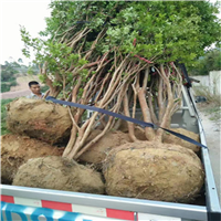 嘉寶果圖片/嘉寶果樣板圖 (3)