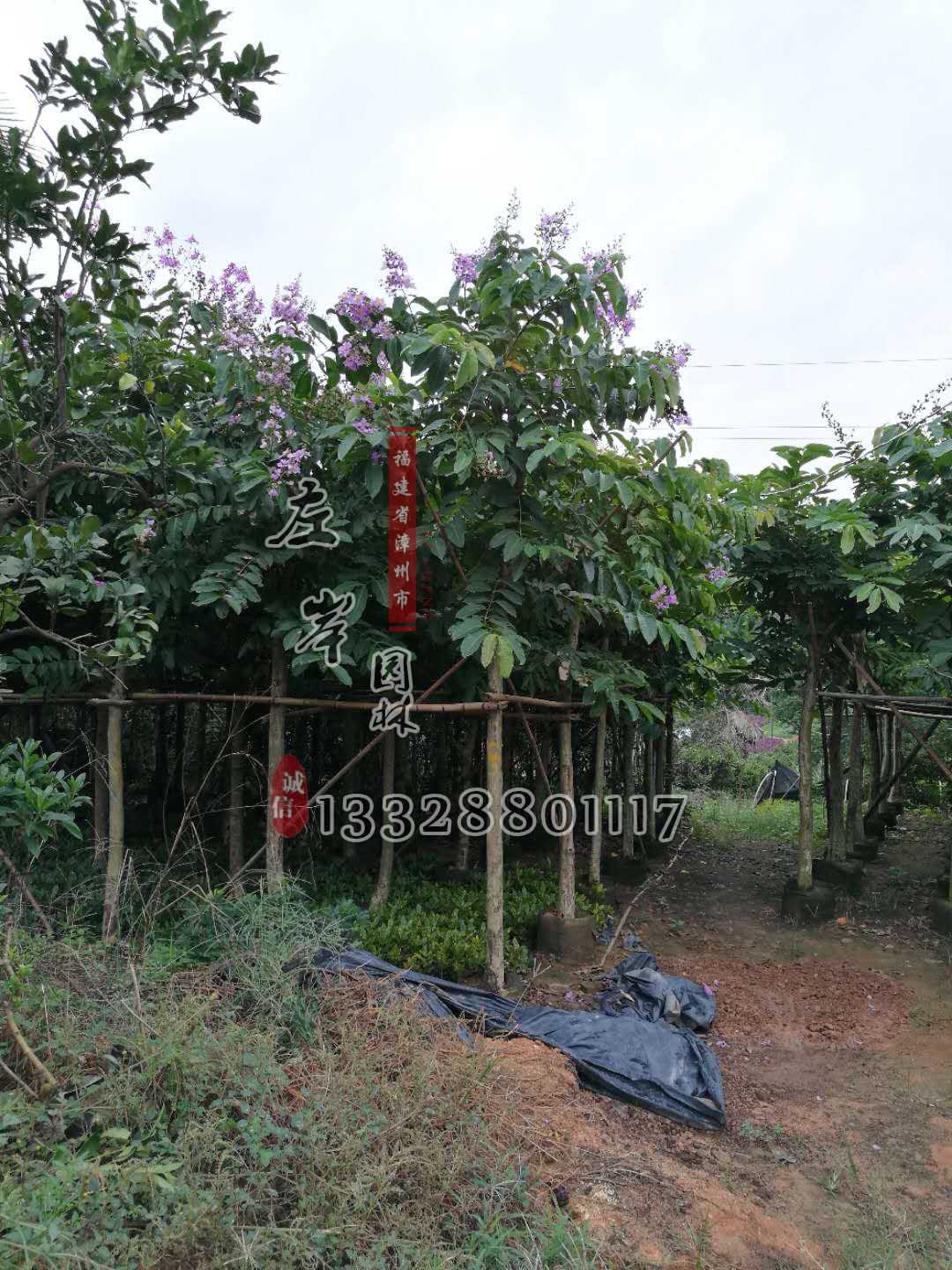 福建大叶紫薇厂家直销 供应批发大叶紫薇报价 基地出售大叶紫薇价格 大叶紫薇供应商大叶紫薇哪家好 大叶紫薇图片