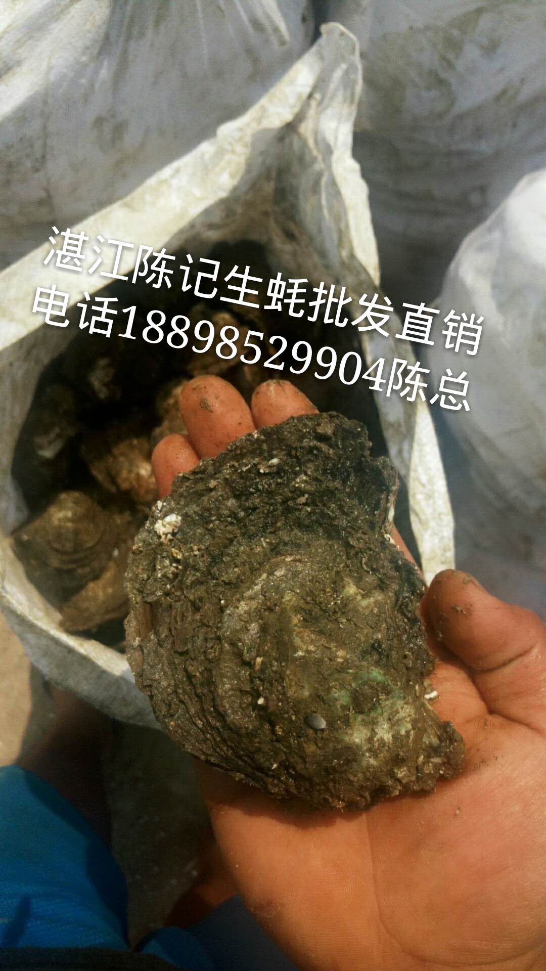 廣州生蠔批發(fā) 湛江生蠔批發(fā)圖片