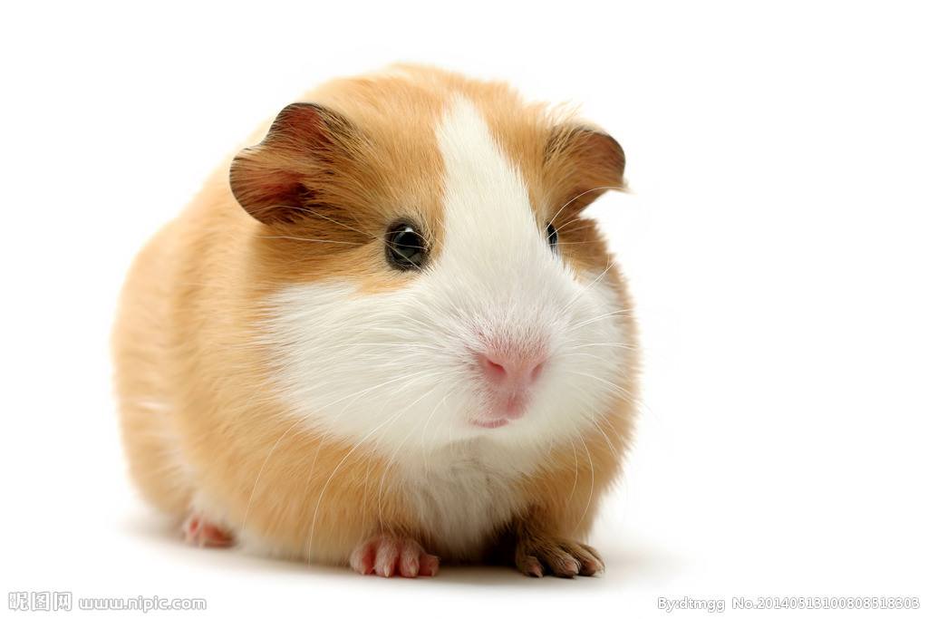 中華黑豚圖片/中華黑豚樣板圖 (4)