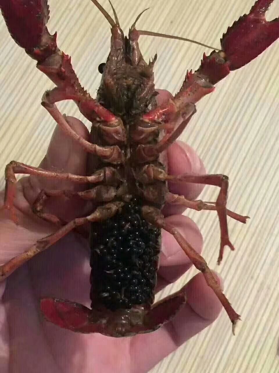 供應小龍蝦苗養(yǎng)殖 批發(fā)小龍蝦苗 合肥小龍蝦苗養(yǎng)殖技術 包回收 包成活