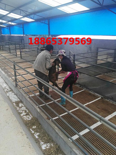 羊床漏糞板制作方法