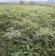馬褂木圖片/馬褂木樣板圖 (4)
