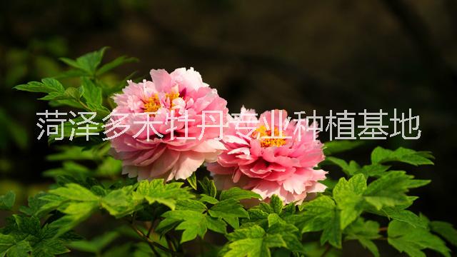 牡丹圖片/牡丹樣板圖 (1)