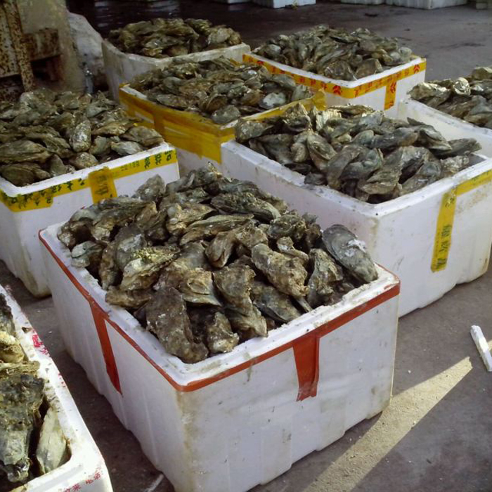 湛江生蠔 海鮮鮮活水產(chǎn)生蠔圖片/湛江生蠔 海鮮鮮活水產(chǎn)生蠔樣板圖 (4)